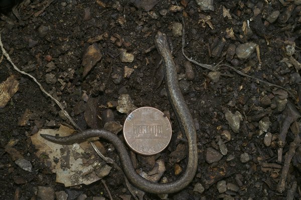 Comment mener une analyse comparative des politiques de recyclage dans les capitales européennes ?